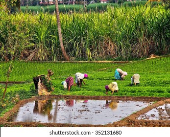 Women In Rice Field In India