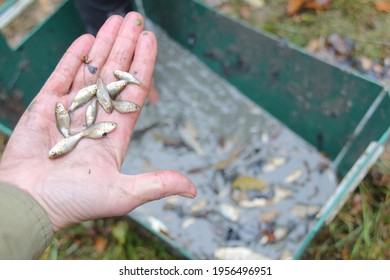 The Women S Hand With Small Invasive Fish (crucian Carp) During The Harvest Of The Pond In Autumn, Europe