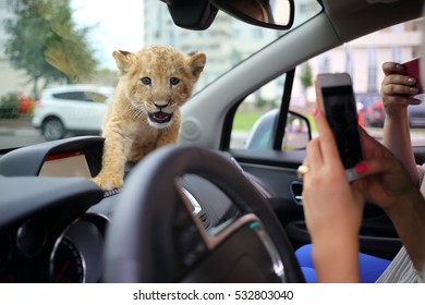 Women shoot funny lion calf which sits on dashboard in car, focus on animal