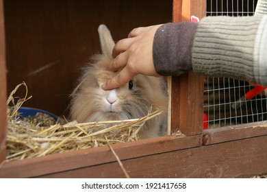 Women stroking a lionhead rabbit in a hutch - Shutterstock ID 1921417658