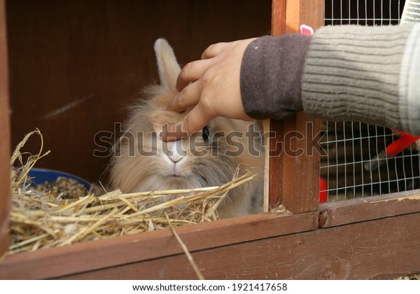Women stroking a\
lionhead rabbit in a\
hutch