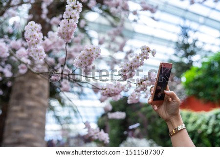 women take photo pink flower by smartphone (Selected focus)