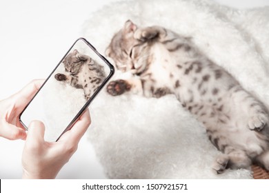 3,925 Kitten Phone Images, Stock Photos & Vectors | Shutterstock