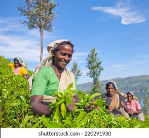 Women Tea Pickers In Sri Lanka.