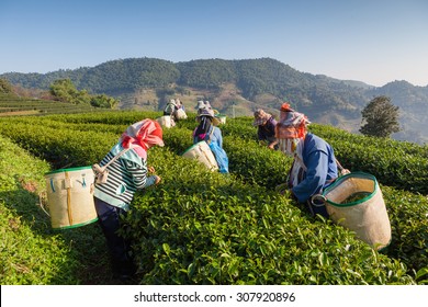 Women From Thailand Break Tea Leaves On The Tea Plantation.