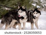 Women walk their husky dogs in the park in winter.