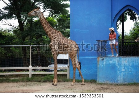 women wearing white hat standing and facing the same way as a giraffe in zoo,Thailand