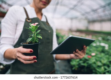 women working in greenhouse flower nursery. close up holding tablet computer - Powered by Shutterstock