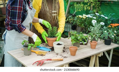 Women working inside greenhouse garden with aromatic herbs plants - Nursery and spring concept - Focus on hands holding pot