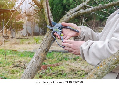 Women's Female Gardener Worker Hands With Shears, Scissors Cutting Fruit Tree Branch In Green Garden, Yard, Courtyard. Gardening Agronomy Farming Work In Spring Autumn Time