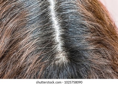 Women's Gray Hair Roots. Age Change. Going Gray