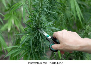 Women's Hand Cut Off A Marijuana Bush With Scissors. Cannabis Plantation. Selective Focus.