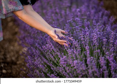 Women's hand and lavender flowers