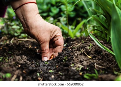 Women's hand sadi in soil-soil flower bulbs. Close-up, Concept of gardening, gardening.
