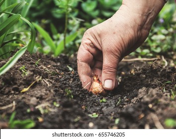 Women's hand  in soil-soil flower bulbs. Close-up, Concept of gardening, gardening