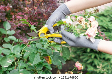 Women's Hands In Gardening Gloves Prune Faded Roses. Faded Inflorescences . Seasonal Work In The Garden. Clipping.