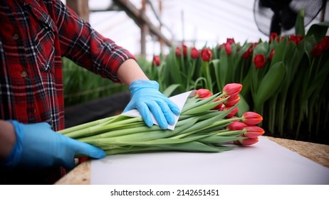 Women's hands in gloves packs a bouquet of flowers tulips