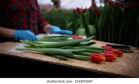 Women's hands in gloves packs a bouquet of flowers tulips
