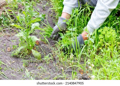 Women's Hands In Gray Gloves Pull Weeds Out Of The Ground, Weeding The Land. Copy Space.