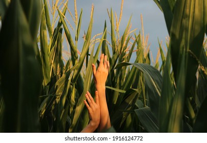 Women's hands, illuminated by the evening sunset, disappear into the leaves of a cornfield
