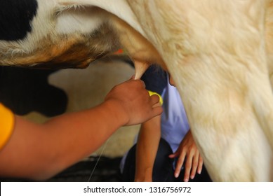 Women's Hands Milk The Cow By Hand