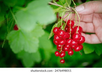 Women's hands picking ripe red currants. Red currant- bunch of fresh berries on a bush branch. Harvesting concept. - Powered by Shutterstock