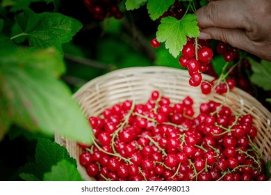 Women's hands picking ripe red currants. Holding a wicker bowl, full of berries. Red currant- branches of fresh berries in the garden. Harvesting concept. - Powered by Shutterstock
