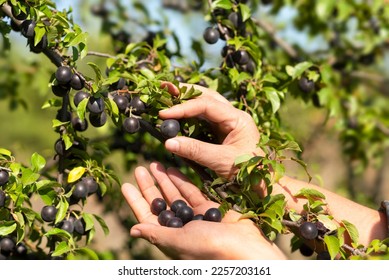 Women's hands pluck ripe fruits of cherry plum from a branch with leaves.