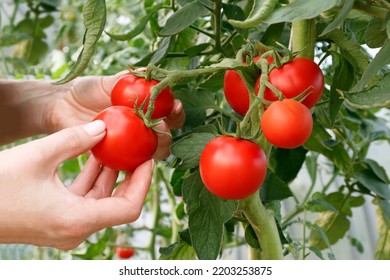 Women's hands pluck ripe tomatoes close-up. The concept of increasing the yield of organic vegetables.