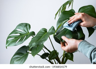 Women's Hands Rub The Leaves Of The House Plant Monstera Deliciosa. Monstera Care At Home. Selective Focus