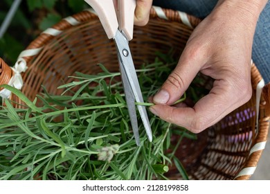 Women's Hands With Scissors Prune Lavender Stalks In A Basket. Traditional Medicine Concept