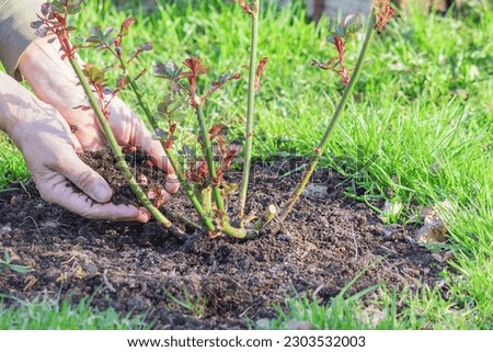 Women's hands sprinkle nutritious fresh soil on a young rose bush after a long winter season.