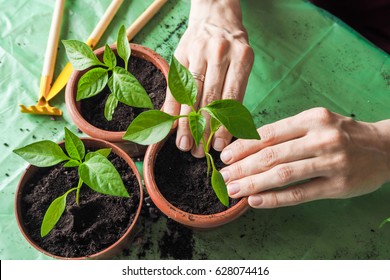 Women's hands are transplanted the young plants in the spring.