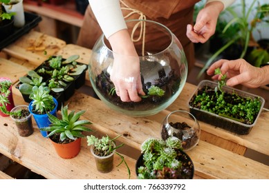Women's hobby. Girl nerd florist make a mini terrarium with house plants