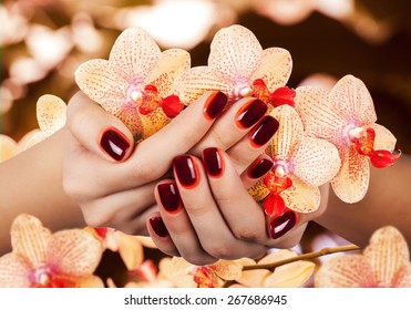 Women's manicure and maroon  red gradient polish the nails 