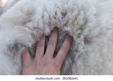 Women's Palm On Pile Of White Alpaca Fleece