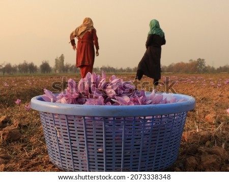 Womens working in saffron fields  during the harvest season in some parts iof Kashmir.
