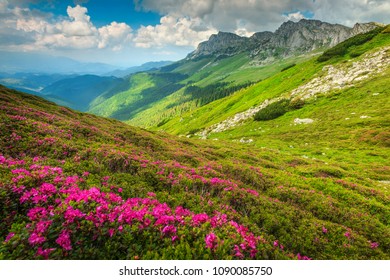 Valley Flowers Trek Uttarakhand Stock Photo 1962269032 | Shutterstock