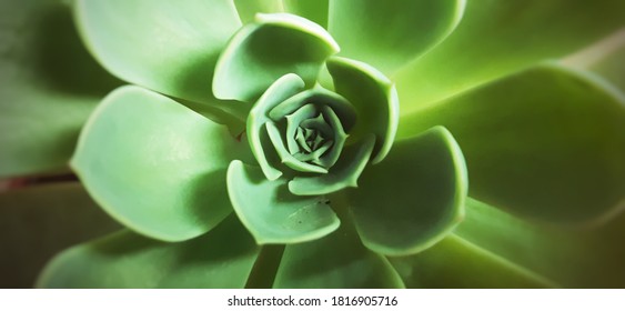 Wonder Green Flower Succulent Zoom 