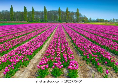 Wonderful agricultural land with colorful pink tulip fields near Lisse, Netherlands, Europe - Shutterstock ID 1926975404