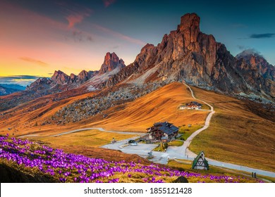 Wonderful alpine scenery with spring crocus flowers on the hill and spectacular mountains at sunset, Giau pass, Dolomites, Italy, Europe