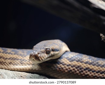 Wonderful Australian Scrub Python with a mesmerising gaze.