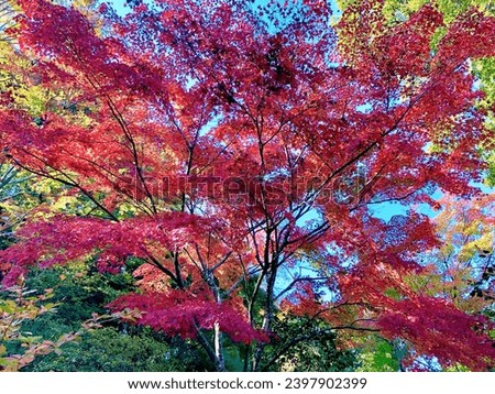 Wonderful autumn in Kyoto Japan