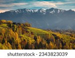 Wonderful autumn rural scenery and colorful birch trees on the hills. Colorful autumn forest on the slope and snowy mountains in background, Carpathians, Transylvania, Romania, Europe