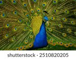 wonderful and beautiful Peacock or Pavo cristatus displaying its colorful tail feathers to attract female peacock, good for multimedia content creation