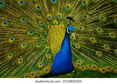 wonderful and beautiful Peacock or Pavo cristatus displaying its colorful tail feathers to attract female peacock, good for multimedia content creation