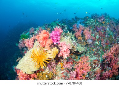 Wonderful And Beautiful Underwater World With Ccoral Reef Landscape Background In The Deep Blue Ocean With Colorful Fish And Marine Life