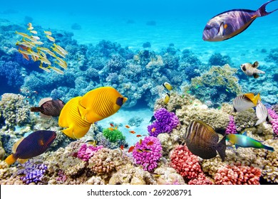 Wonderful and beautiful underwater world with corals and tropical fish. - Shutterstock ID 269208791