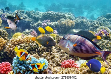 Coral Fish Red Seaegypt Stock Photo (Edit Now) 113462683