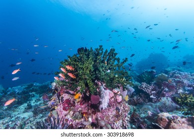 Wonderful and beautiful underwater world with corals and tropical fish. - Shutterstock ID 303918698